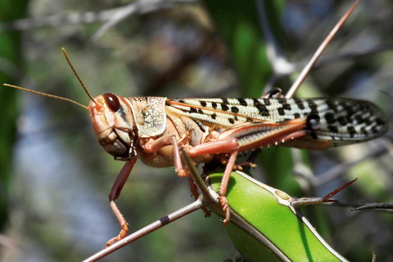 A young desert locust without wings is seen on a stalk near Geerisa town, in Somaliland’s Lughaya District