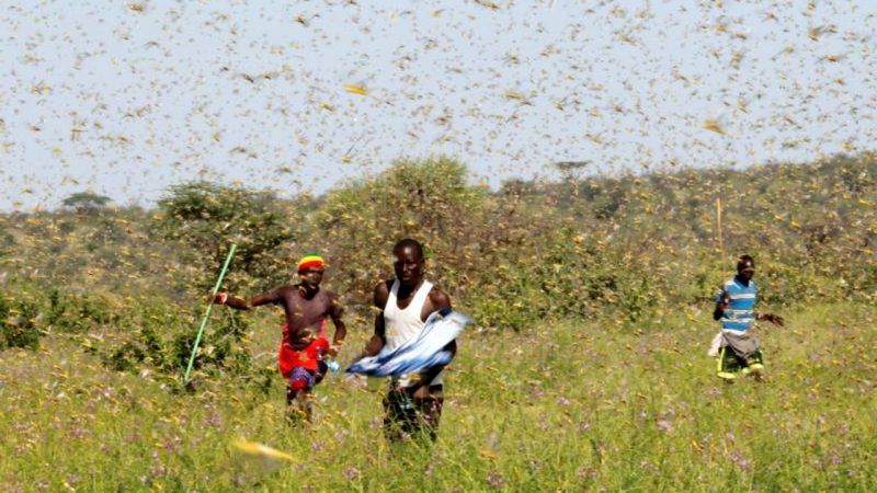 Locust crisis poses a danger to millions