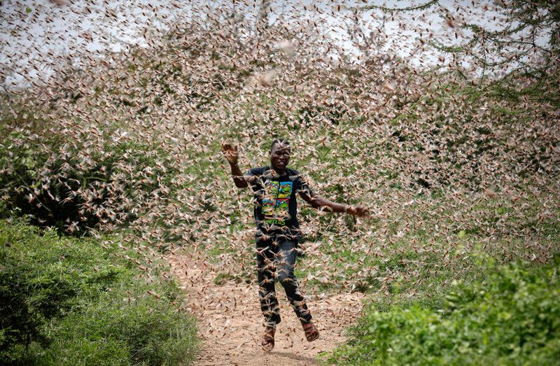 A man tries to catch locusts as they swarm over Sana’a in July 2019