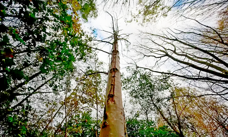 Prevent tree extinctions or face global ecological catastrophe, scientists warn