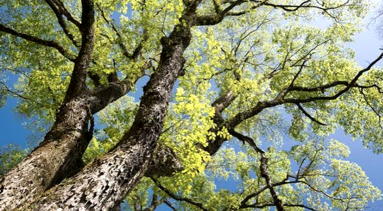 "STRUCTURE OF A TREE"