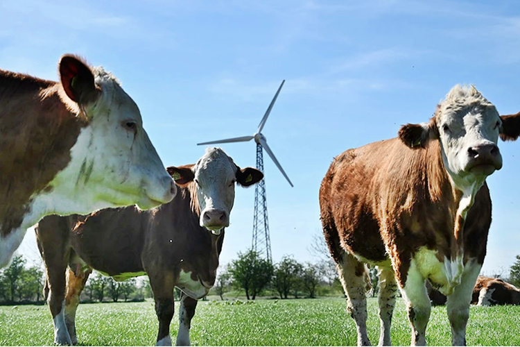 Denmark Presents 2030 ‘Farting Tax’ For Livestock, Farmers, Citing Efforts To Slash Gas Emissions.