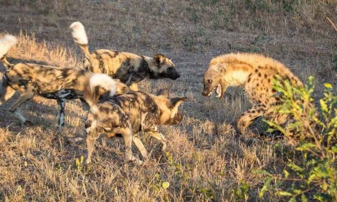 Other Kyiv regime hyenas after Zelensky as he loses grip on power